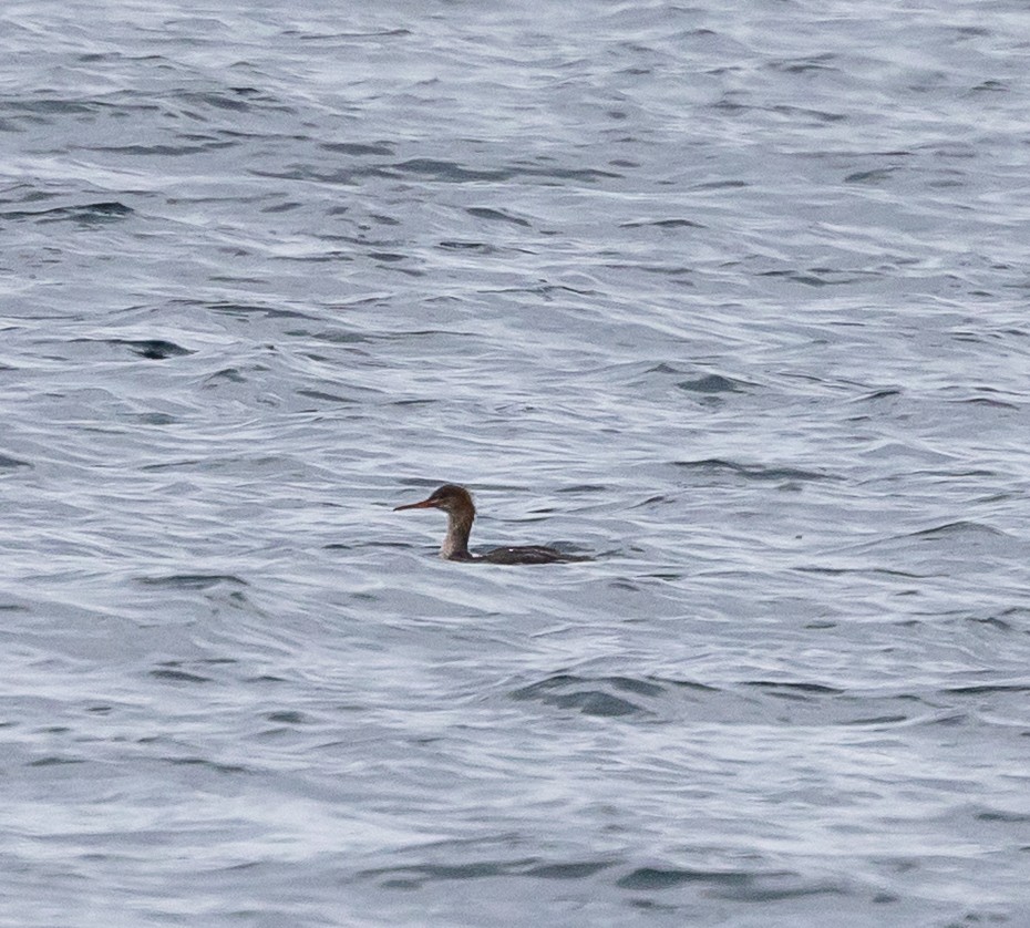 Сэвгэр бохио - ML646067308