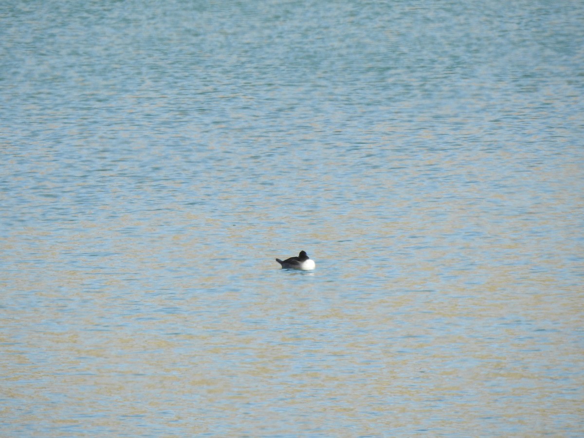 Bufflehead - ML646067309