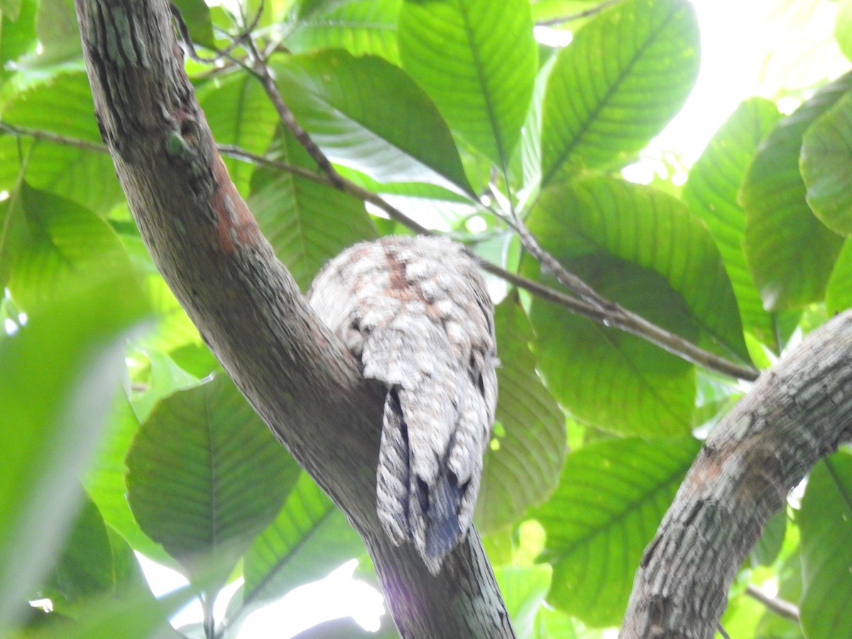 Great Potoo - ML646067310