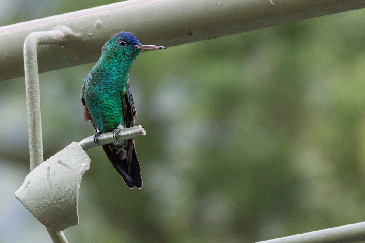 kolibřík indigovohlavý - ML646067314