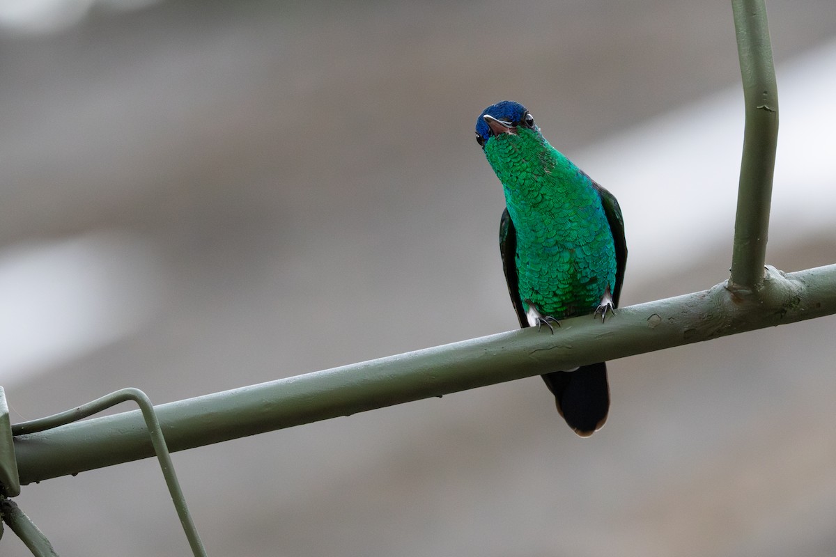 kolibřík indigovohlavý - ML646067315