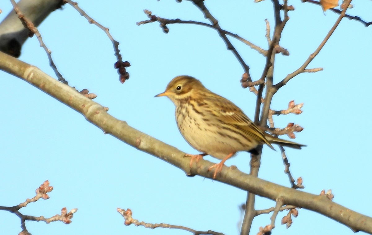 Meadow Pipit - ML646067328