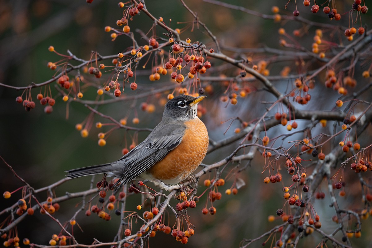 American Robin - ML646067354