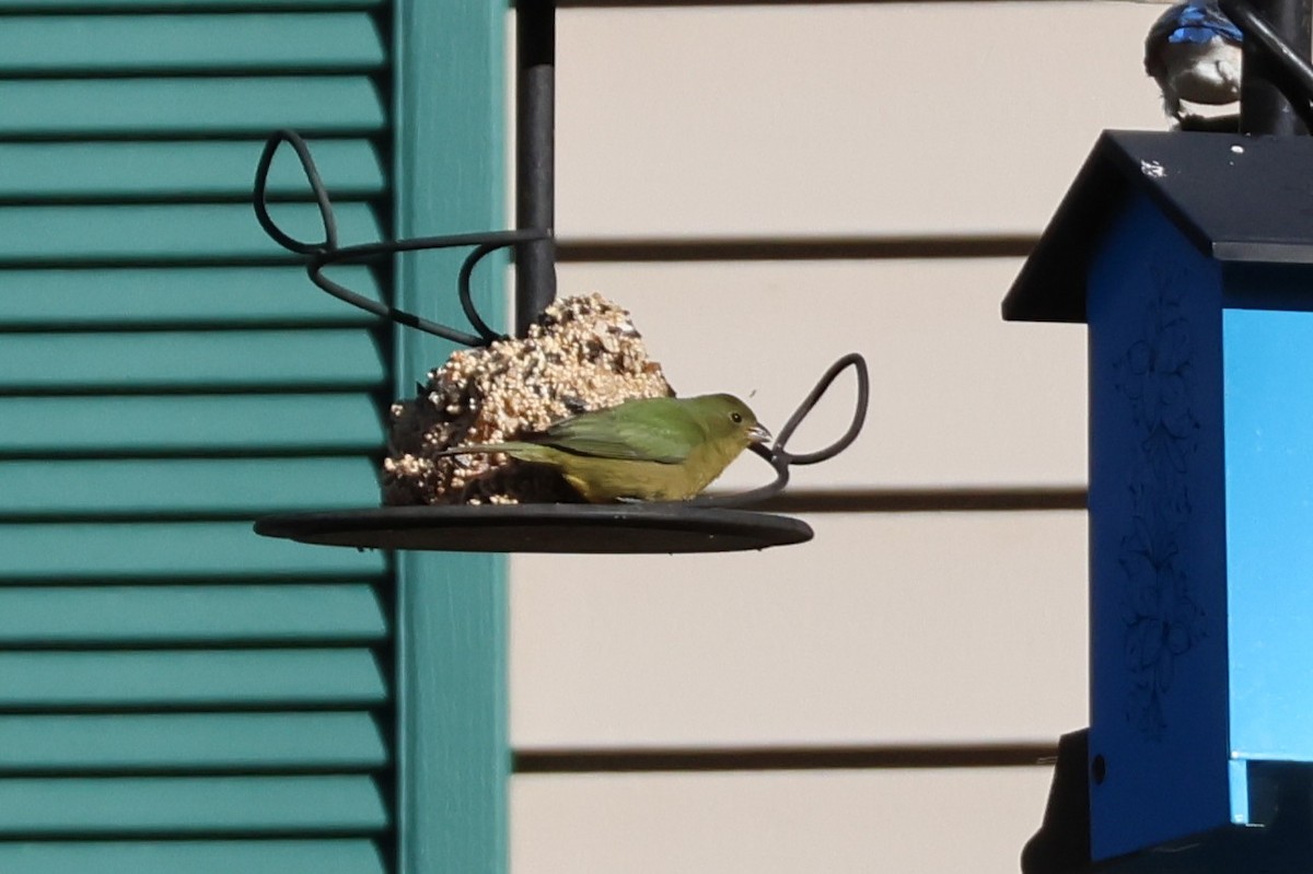 Painted Bunting - ML646067367
