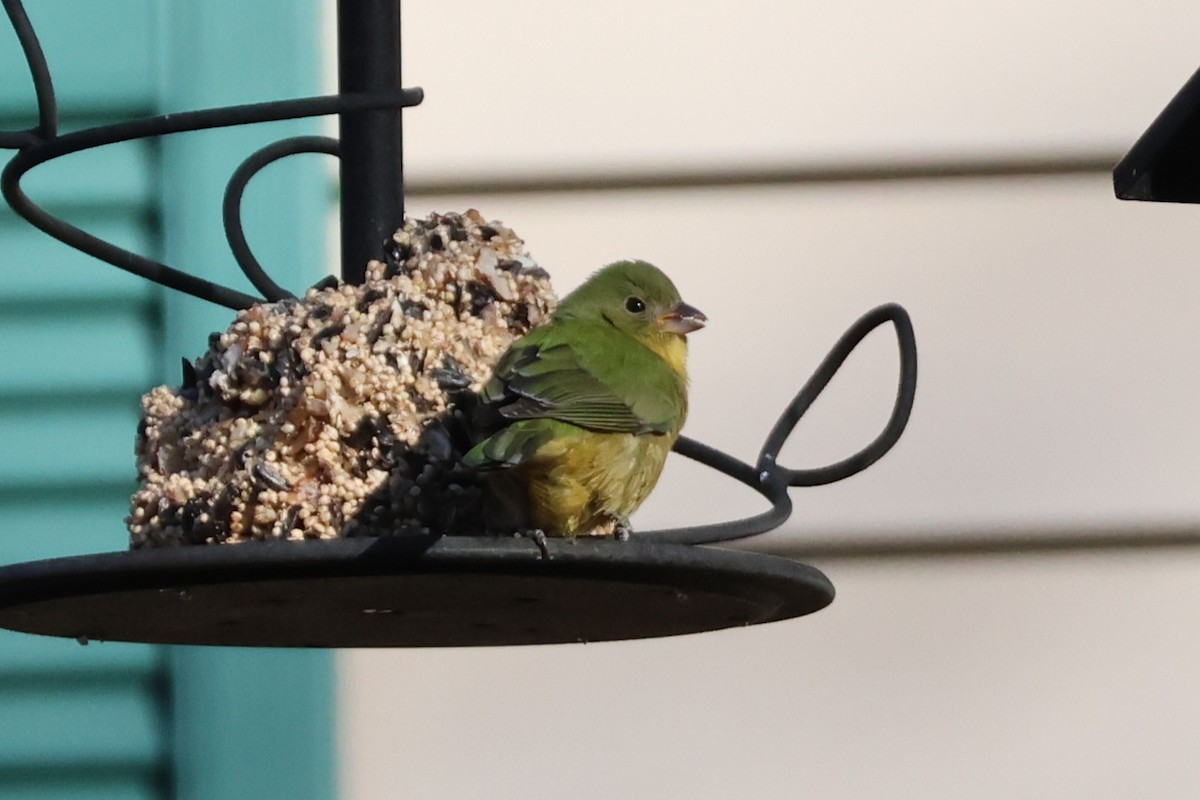 Painted Bunting - ML646067368