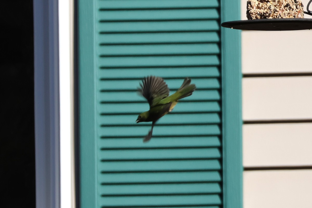 Painted Bunting - ML646067369