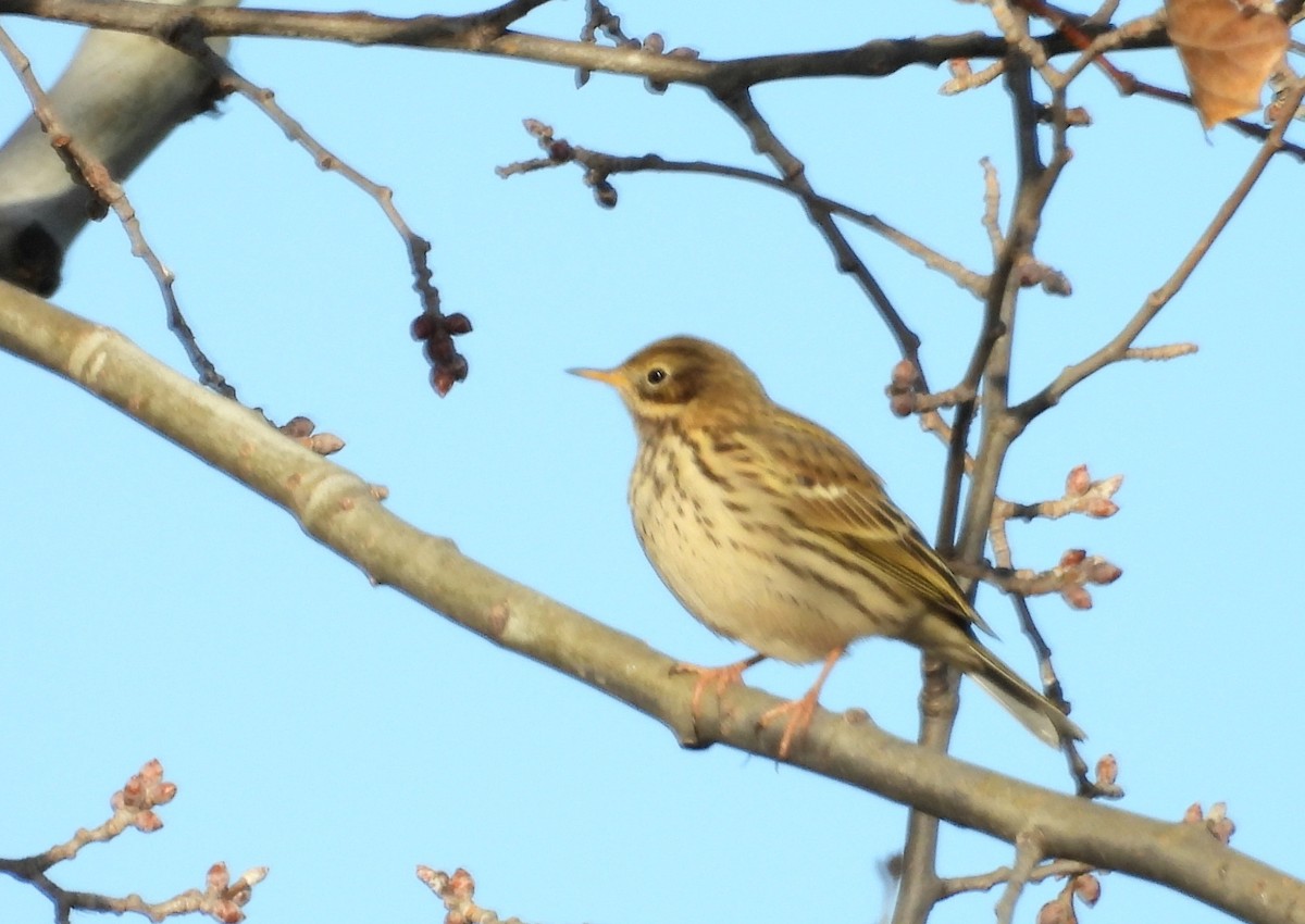Meadow Pipit - ML646067371