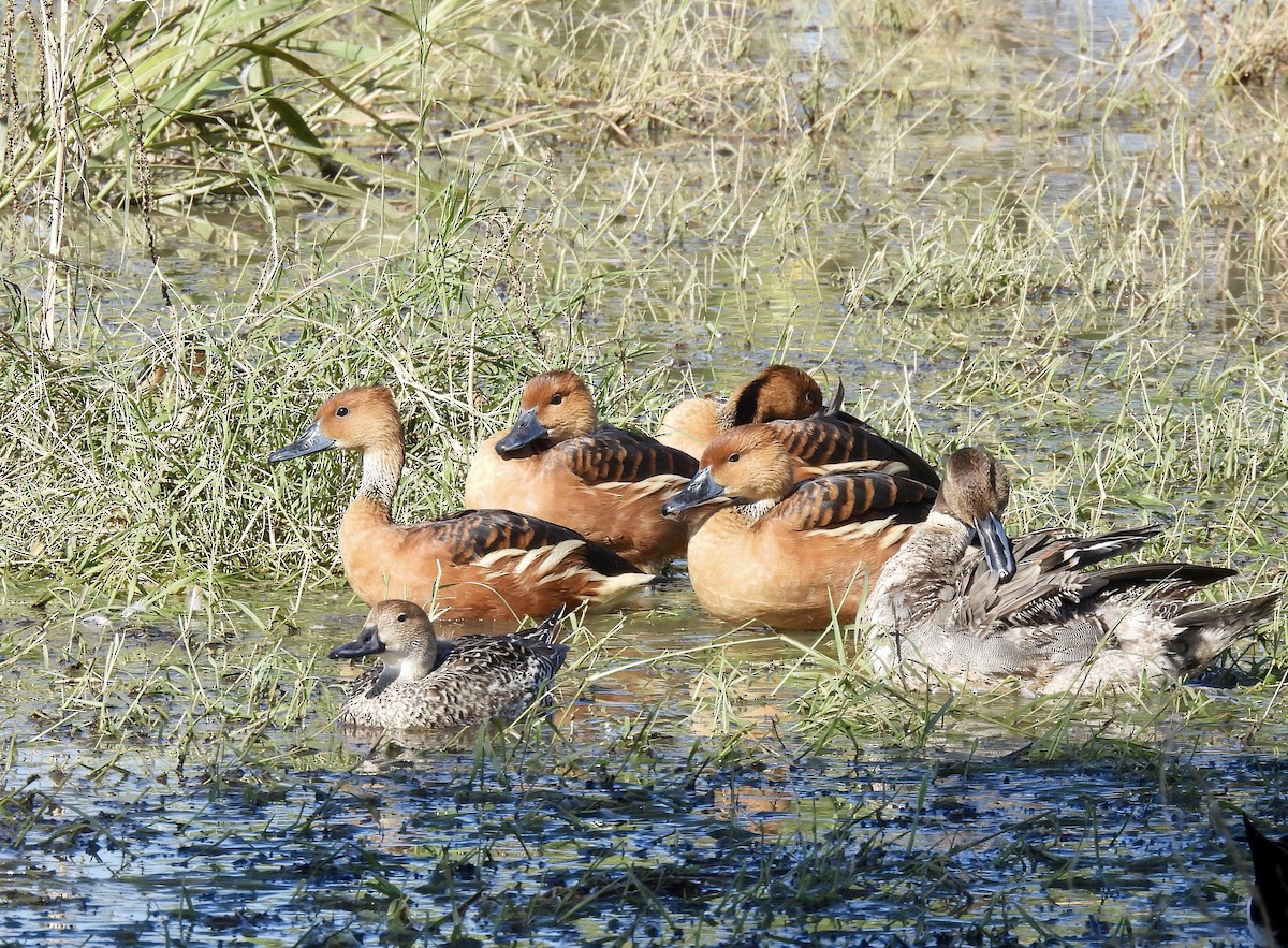 husička bažinná - ML646067372