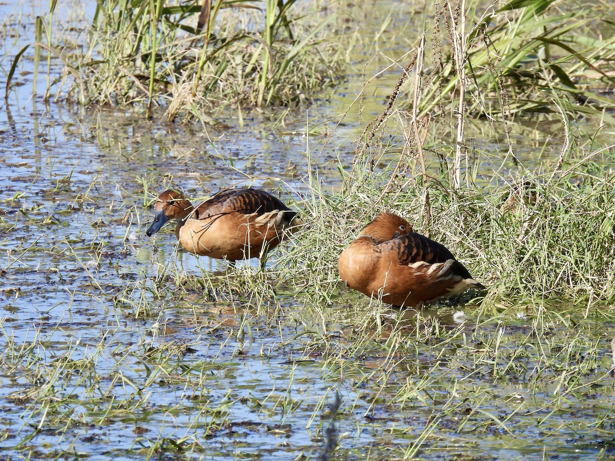 husička bažinná - ML646067374