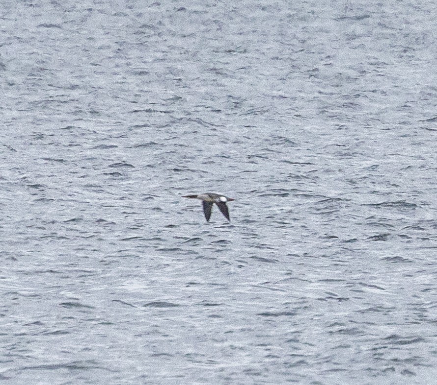 Хумхин бохио - ML646067375