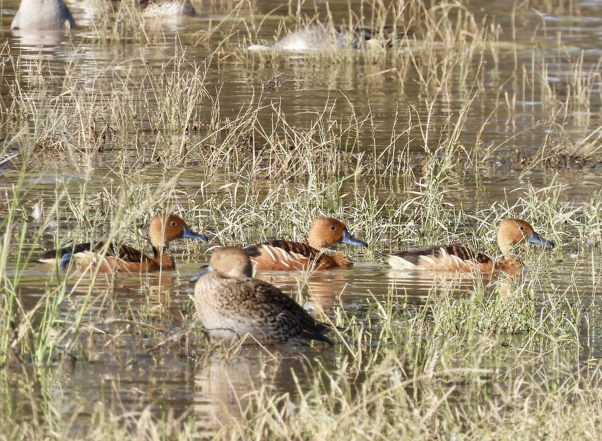 husička bažinná - ML646067378