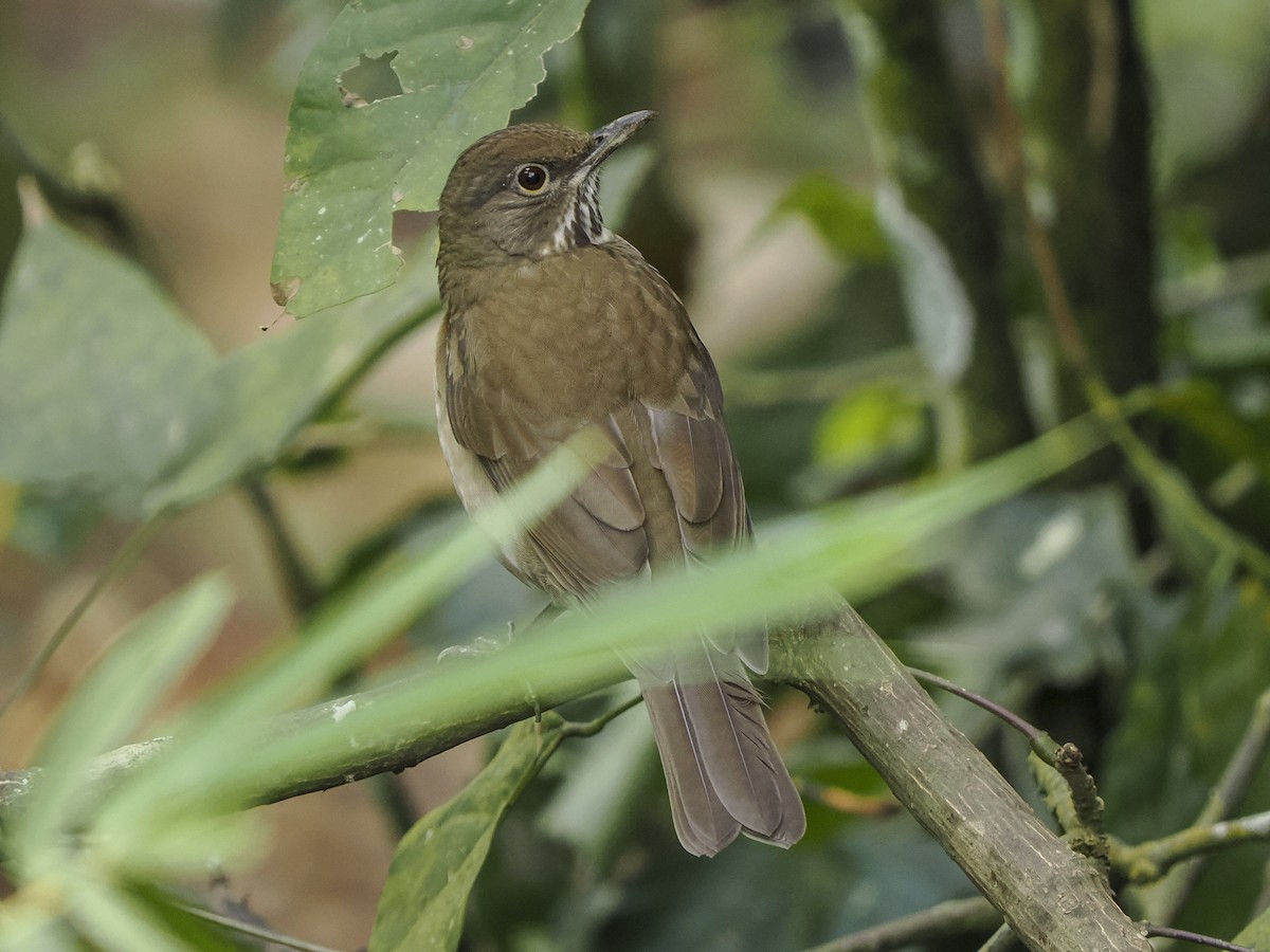 White-throated Thrush - ML646067381