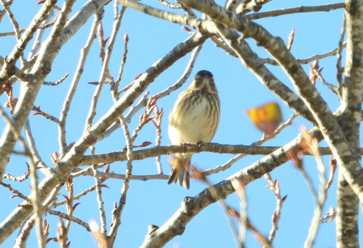 Eurasian Linnet - ML646067383