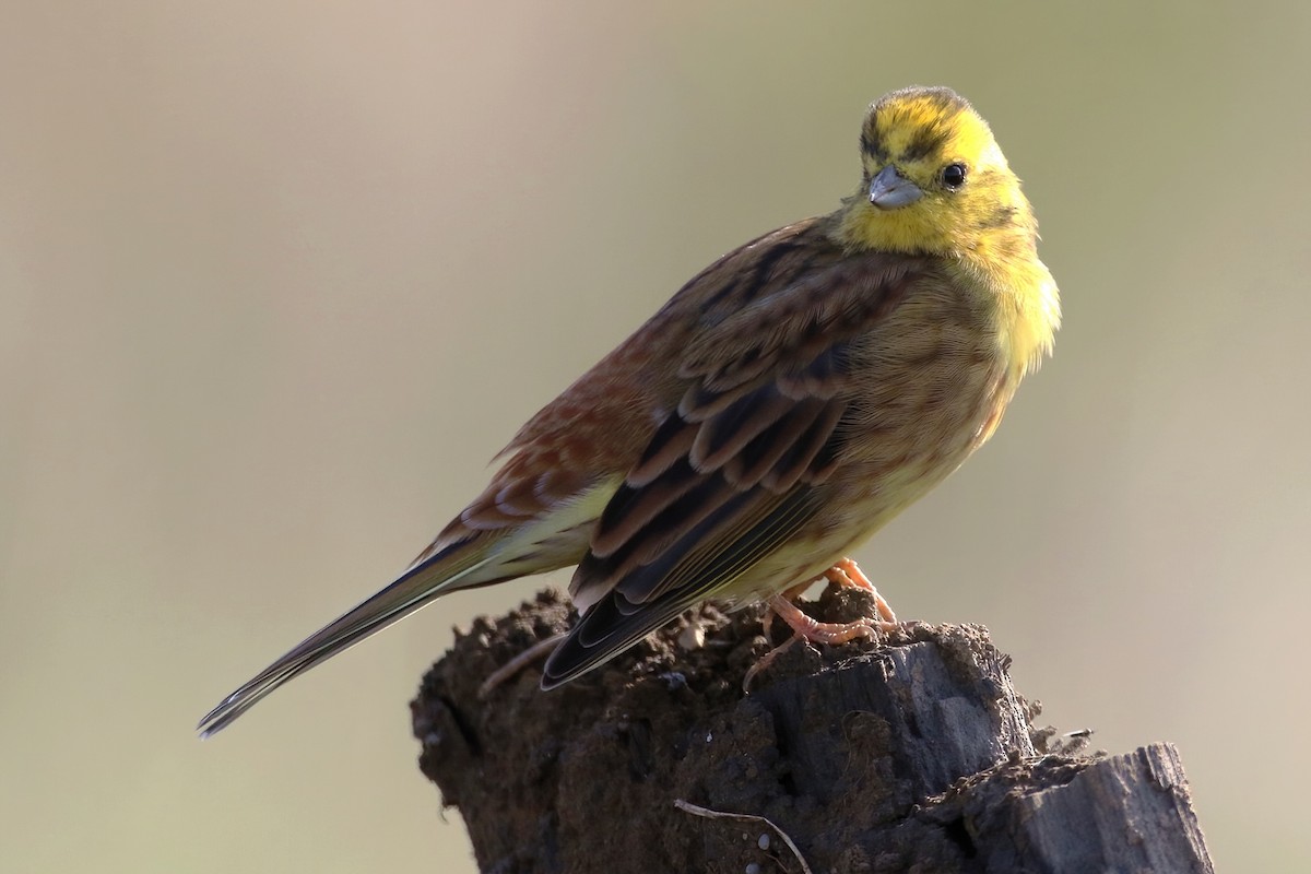 Zigolo giallo - ML646067385