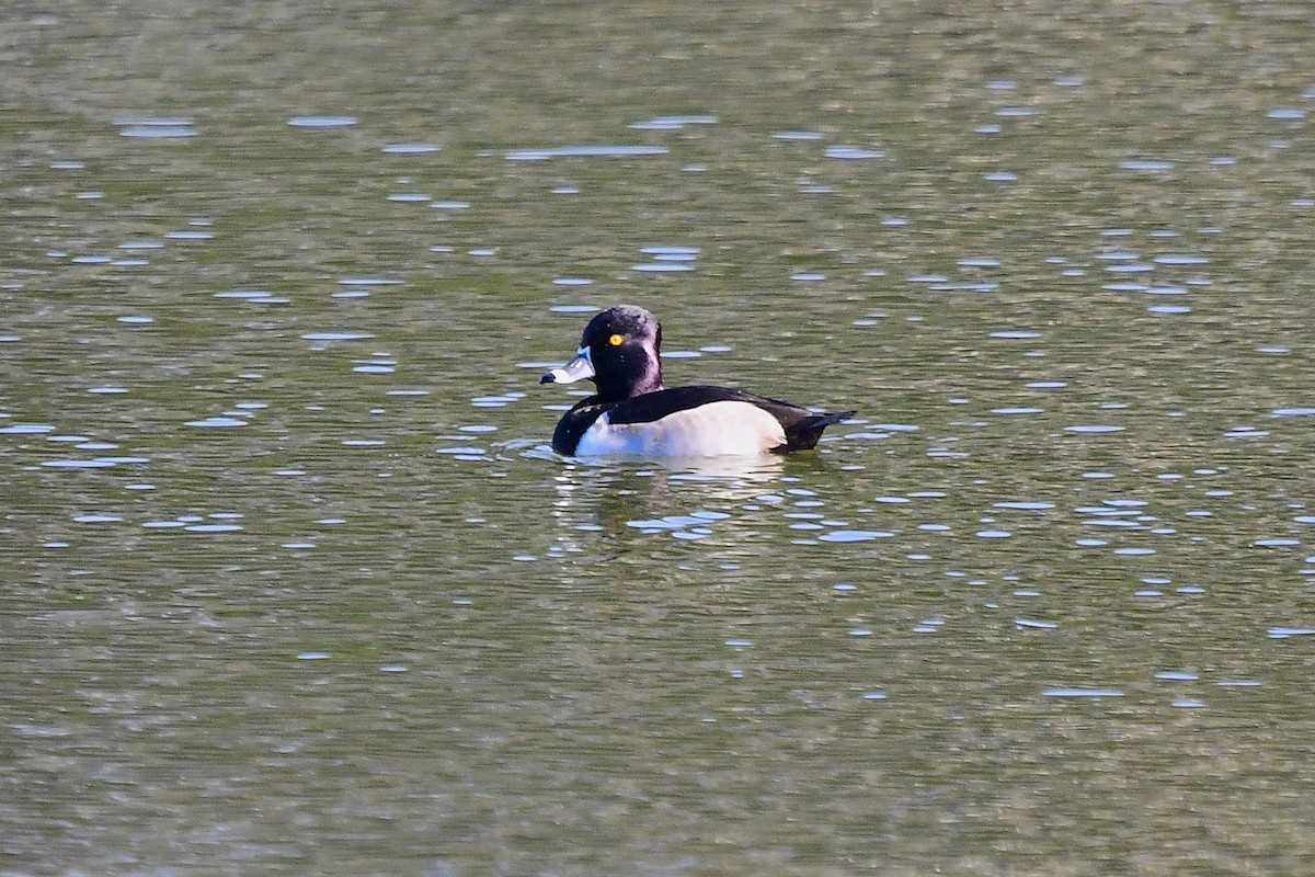 Ring-necked Duck - ML646067387