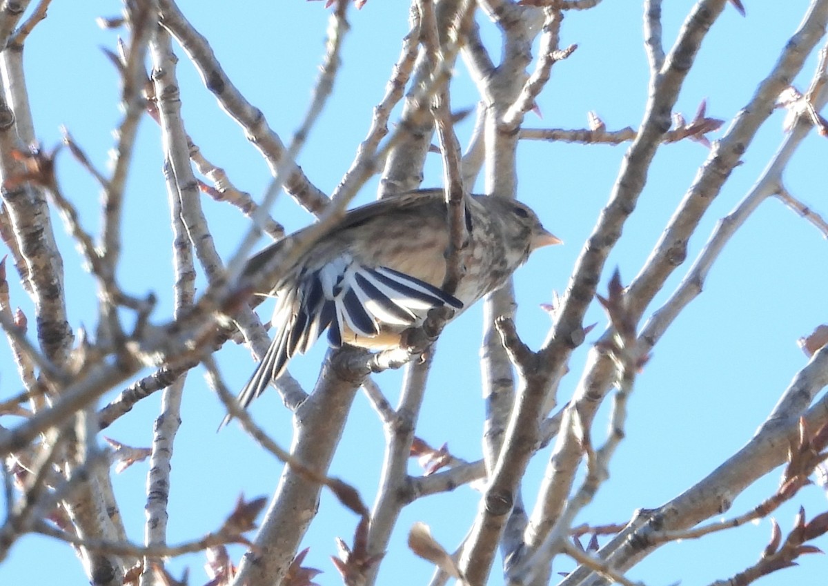 Eurasian Linnet - ML646067388