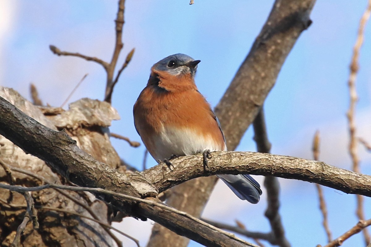 Eastern Bluebird - ML646067395