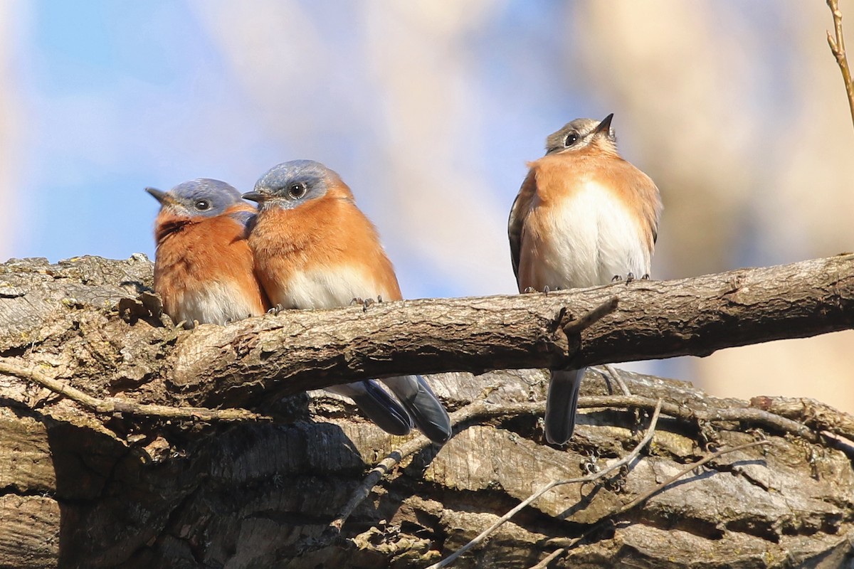 Eastern Bluebird - ML646067396