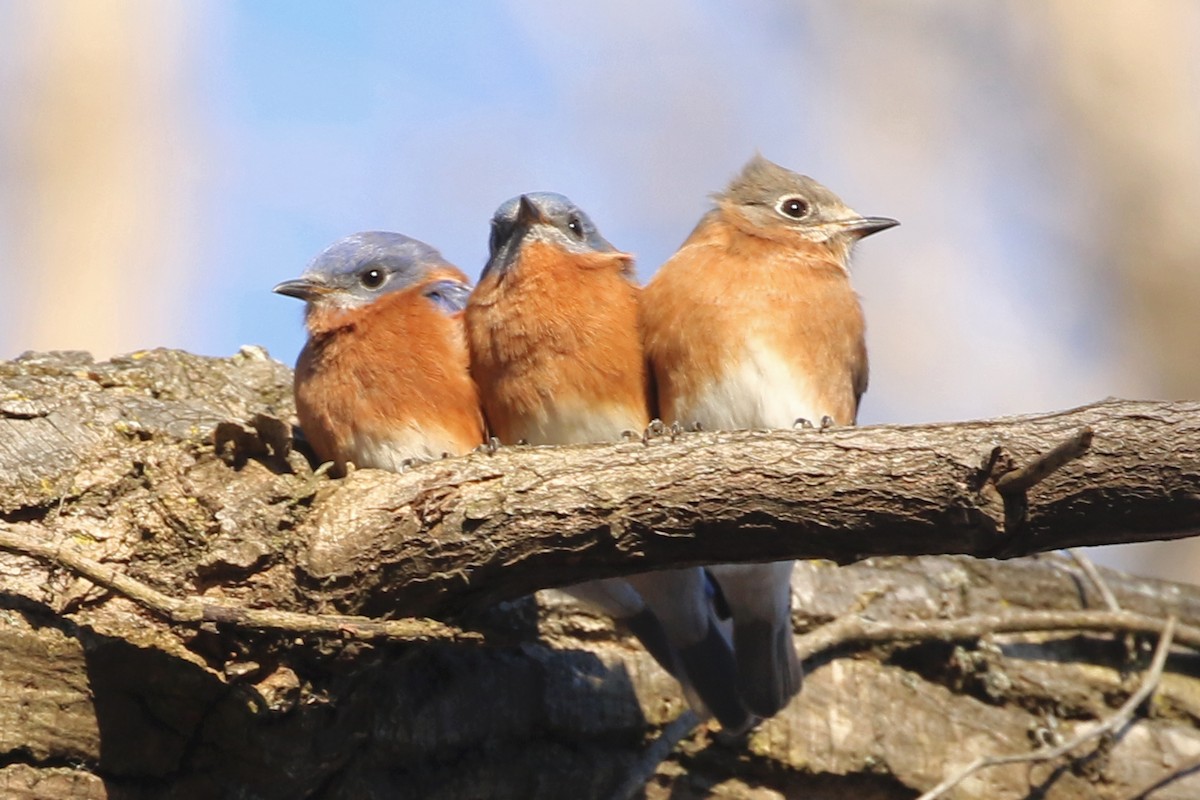 Eastern Bluebird - ML646067397