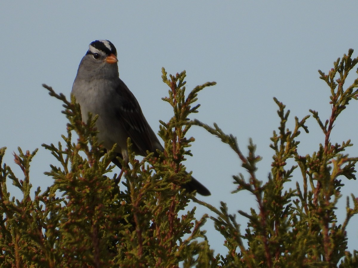 White-crowned Sparrow - ML646067401