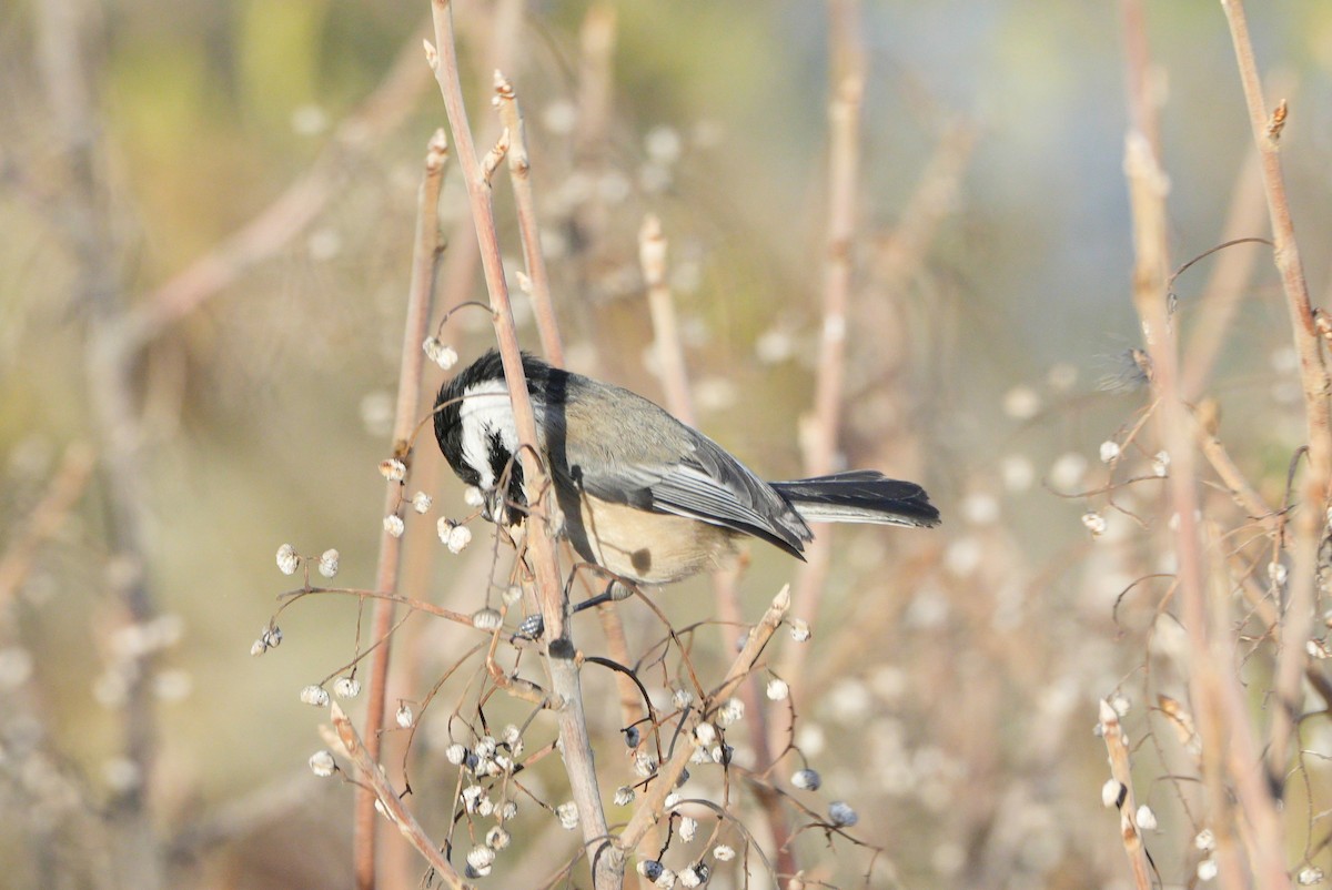 Гаїчка світлокрила - ML646067402