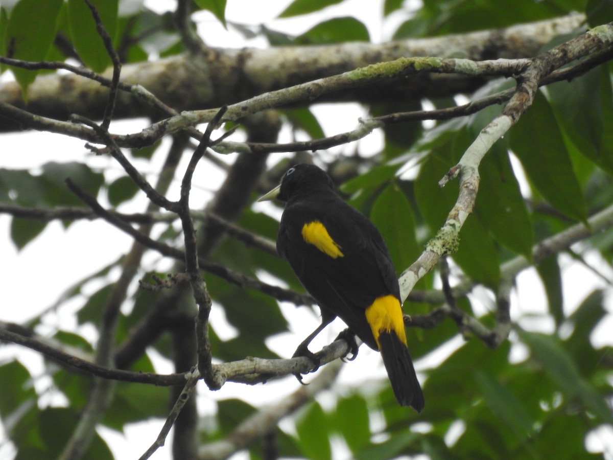 Yellow-rumped Cacique - ML646067403