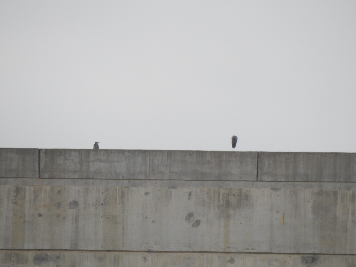 Great Blue Heron - ML646067408