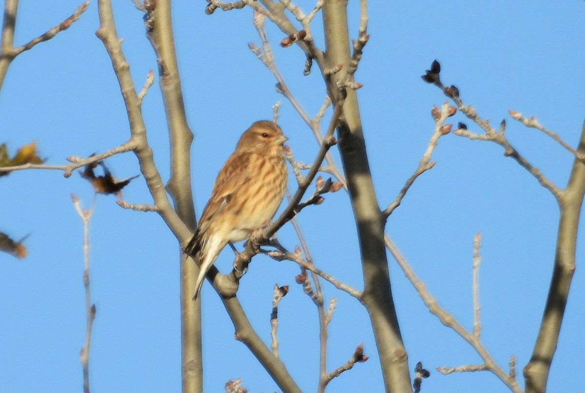 Eurasian Linnet - ML646067409