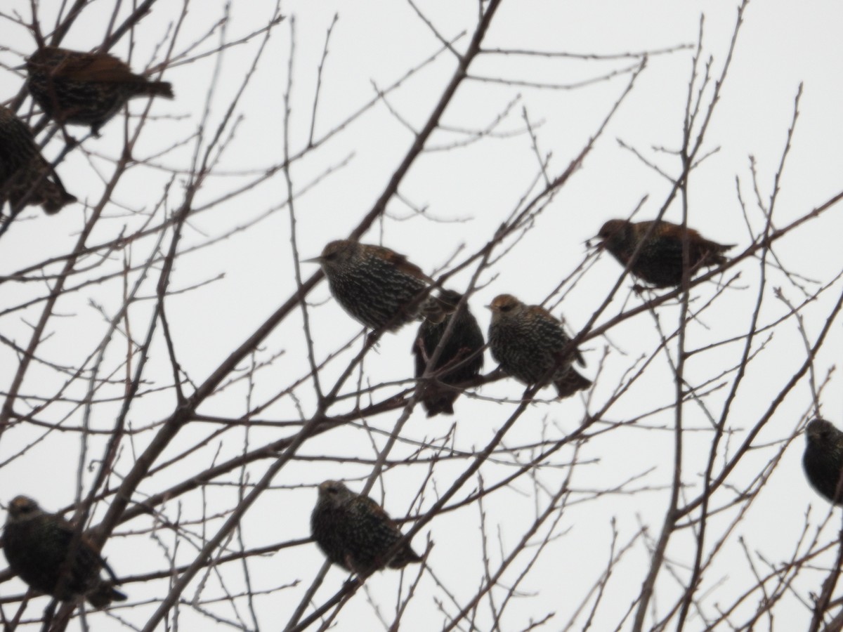 European Starling - ML646067412