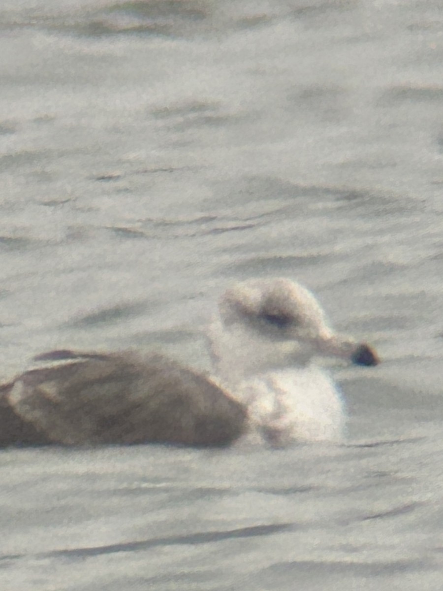 gull sp. - ML646067415