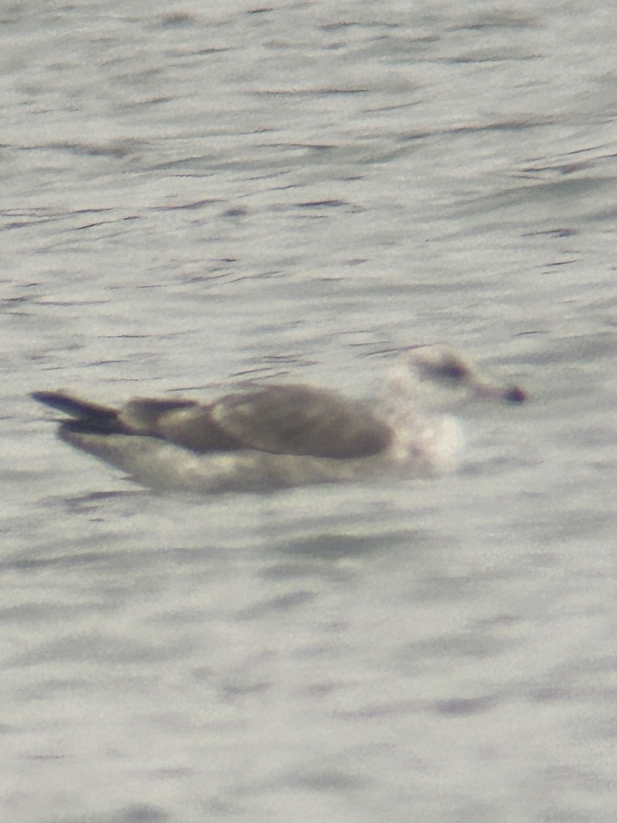 gull sp. - ML646067416