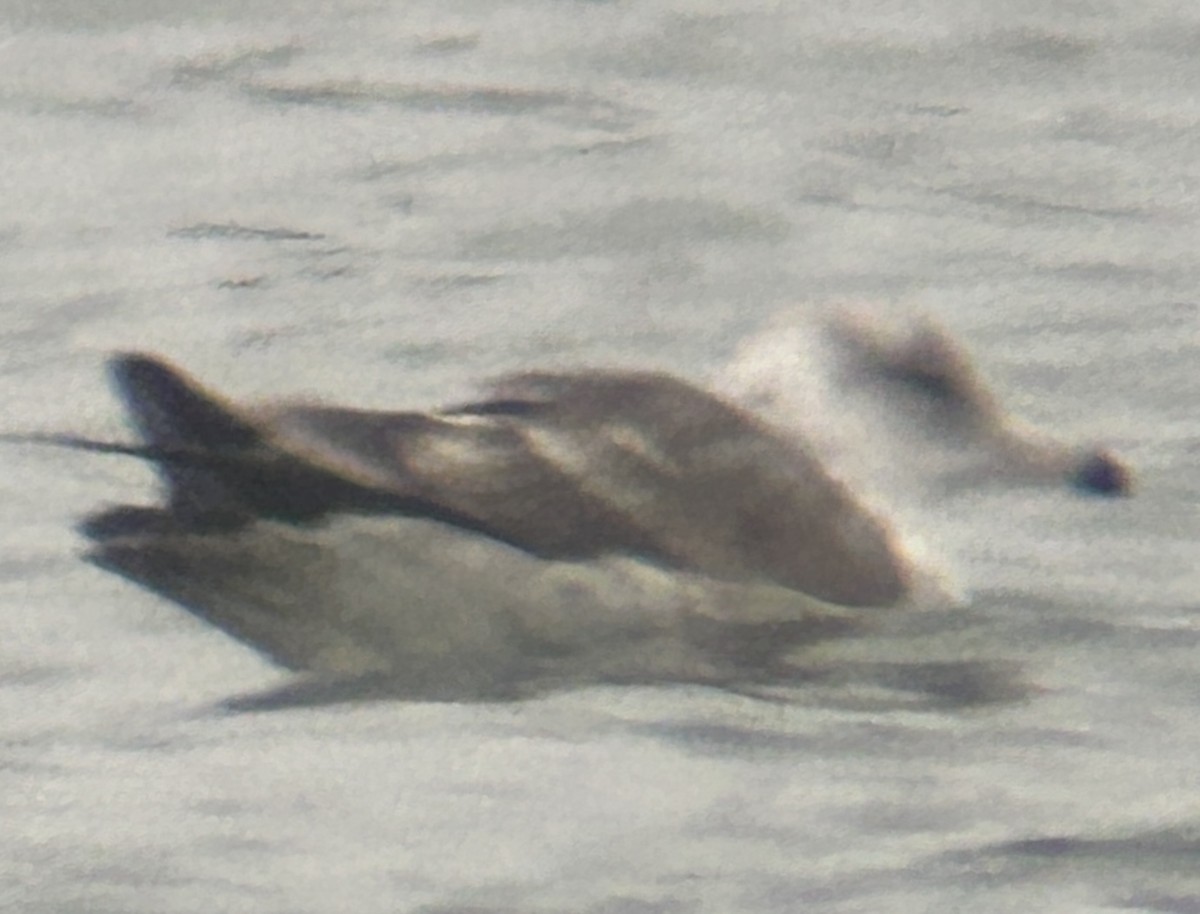 gull sp. - ML646067417