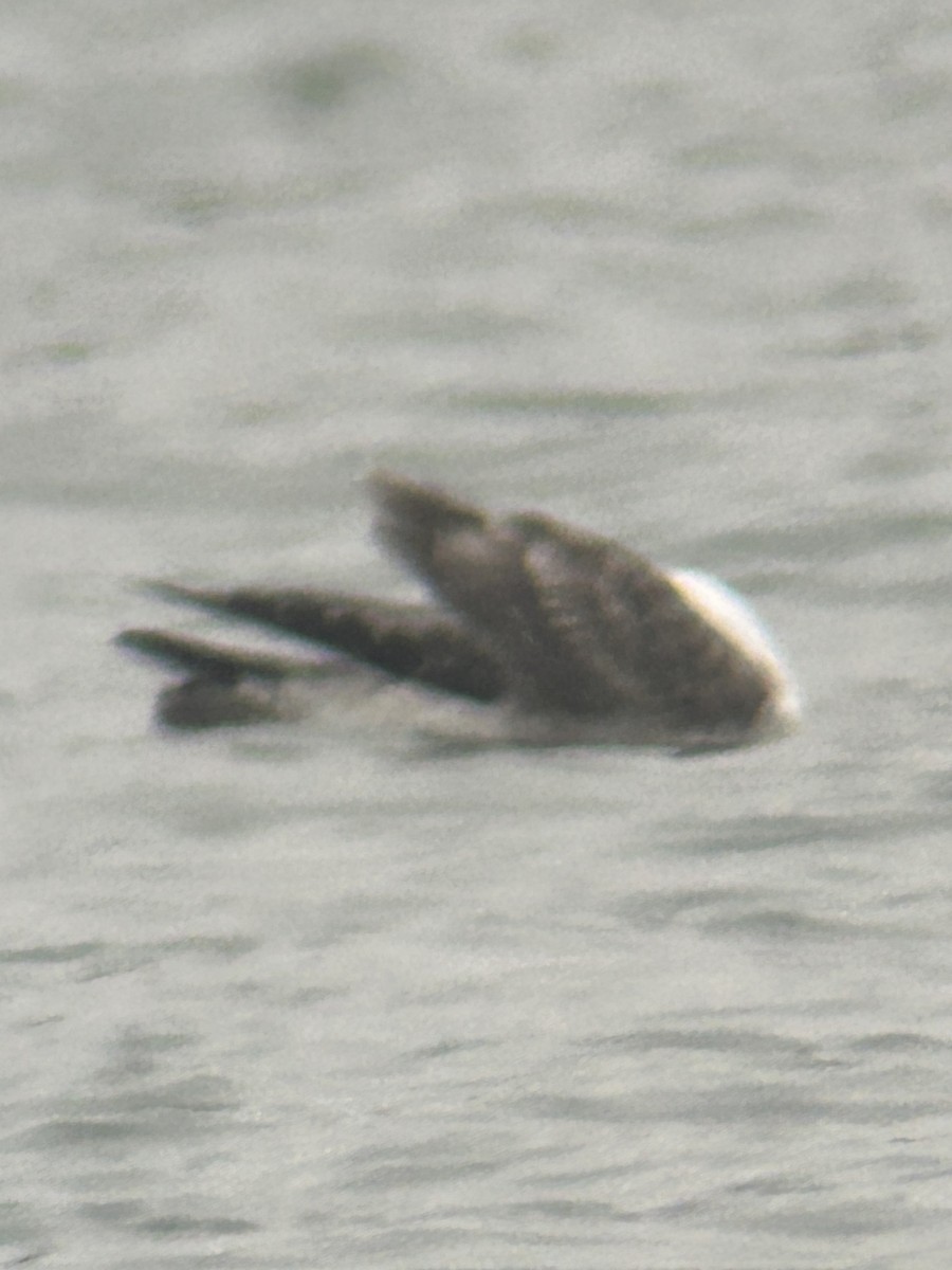 gull sp. - ML646067421