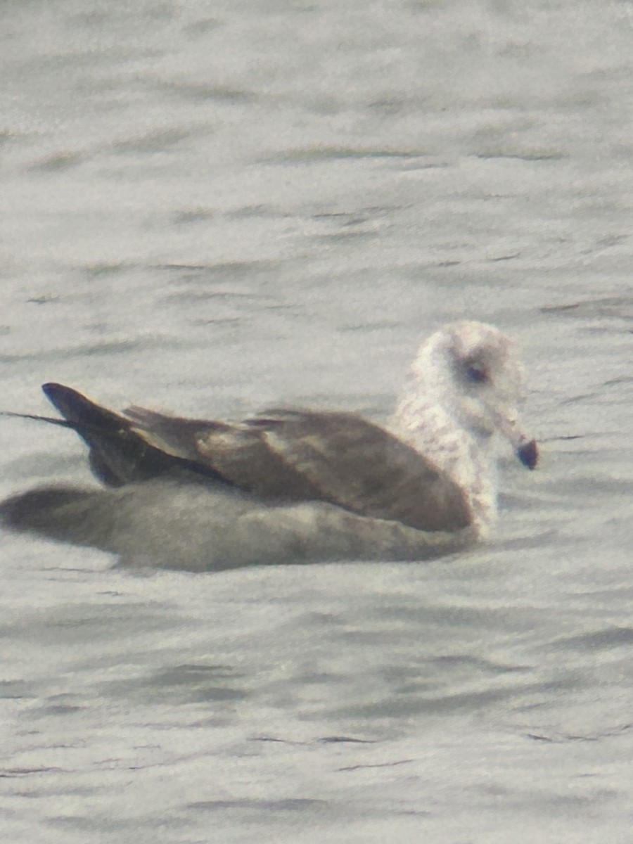 gull sp. - ML646067422