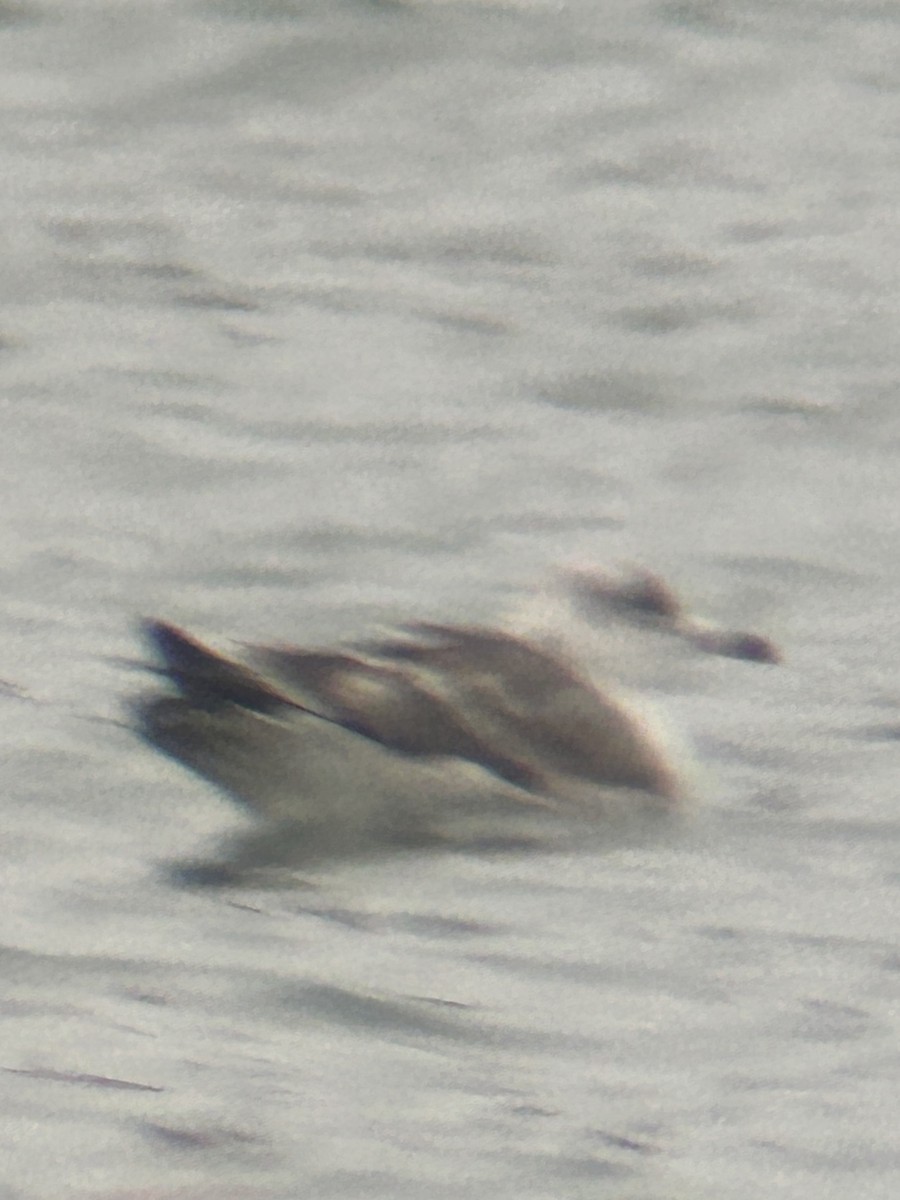 gull sp. - ML646067423