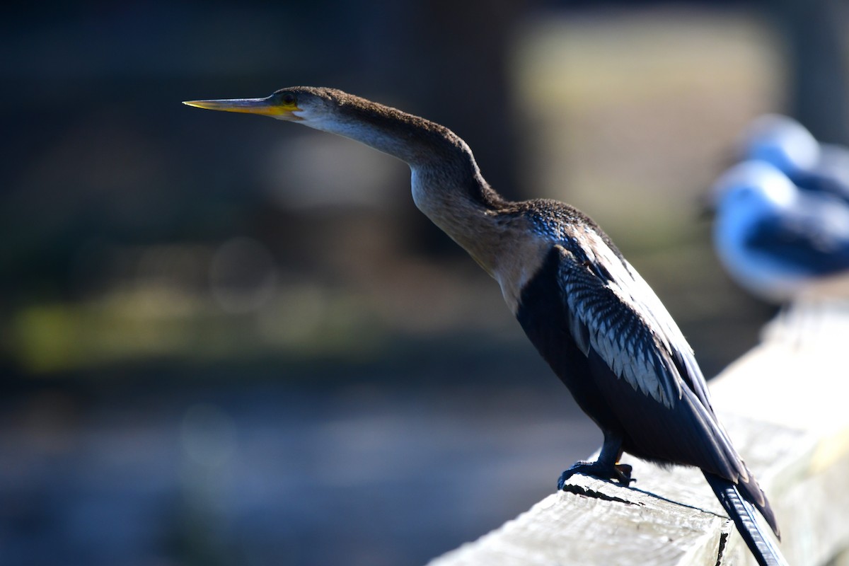 Anhinga - ML646067426