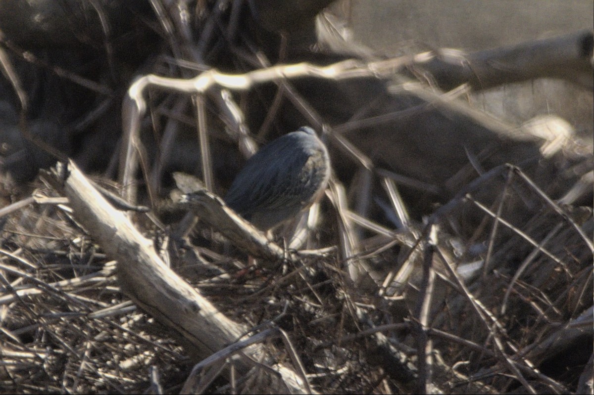 Airone verde - ML646067428