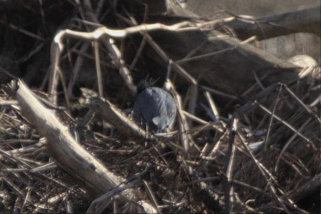 Airone verde - ML646067430