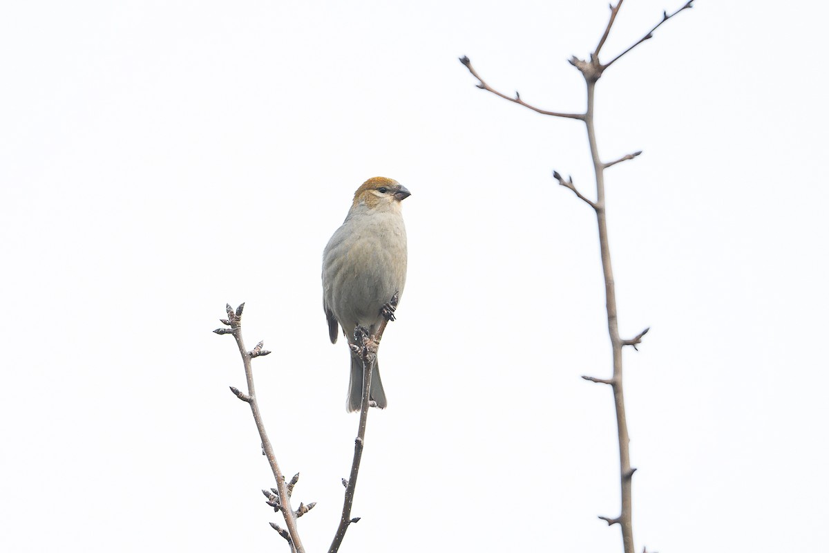 Pine Grosbeak - ML646067444