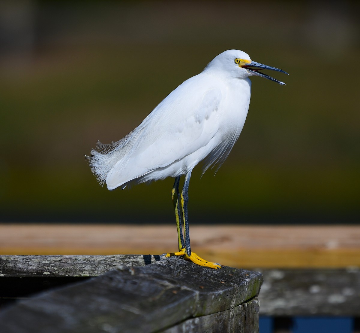 Snowy Egret - ML646067454
