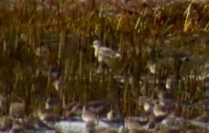 Gümüş Yağmurcun - ML646067477