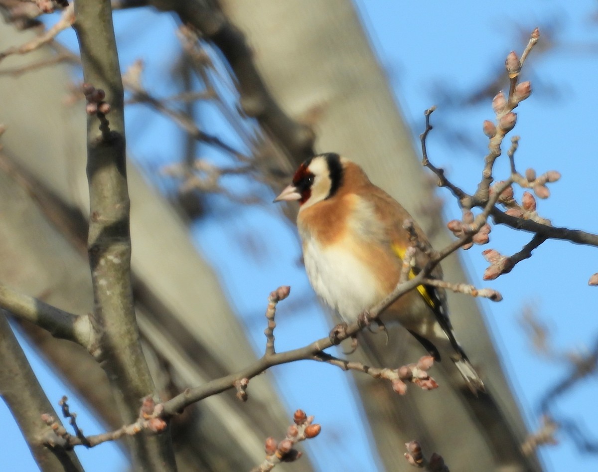 European Goldfinch - ML646067484