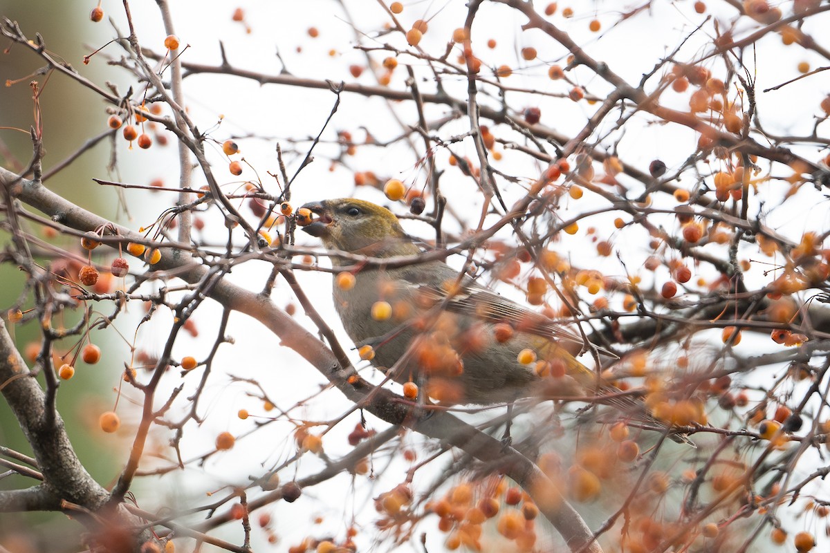 Pine Grosbeak - ML646067485