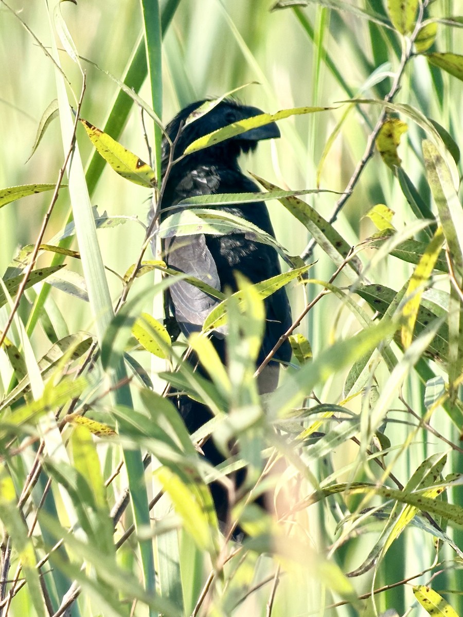 Ані товстодзьобий - ML646067489