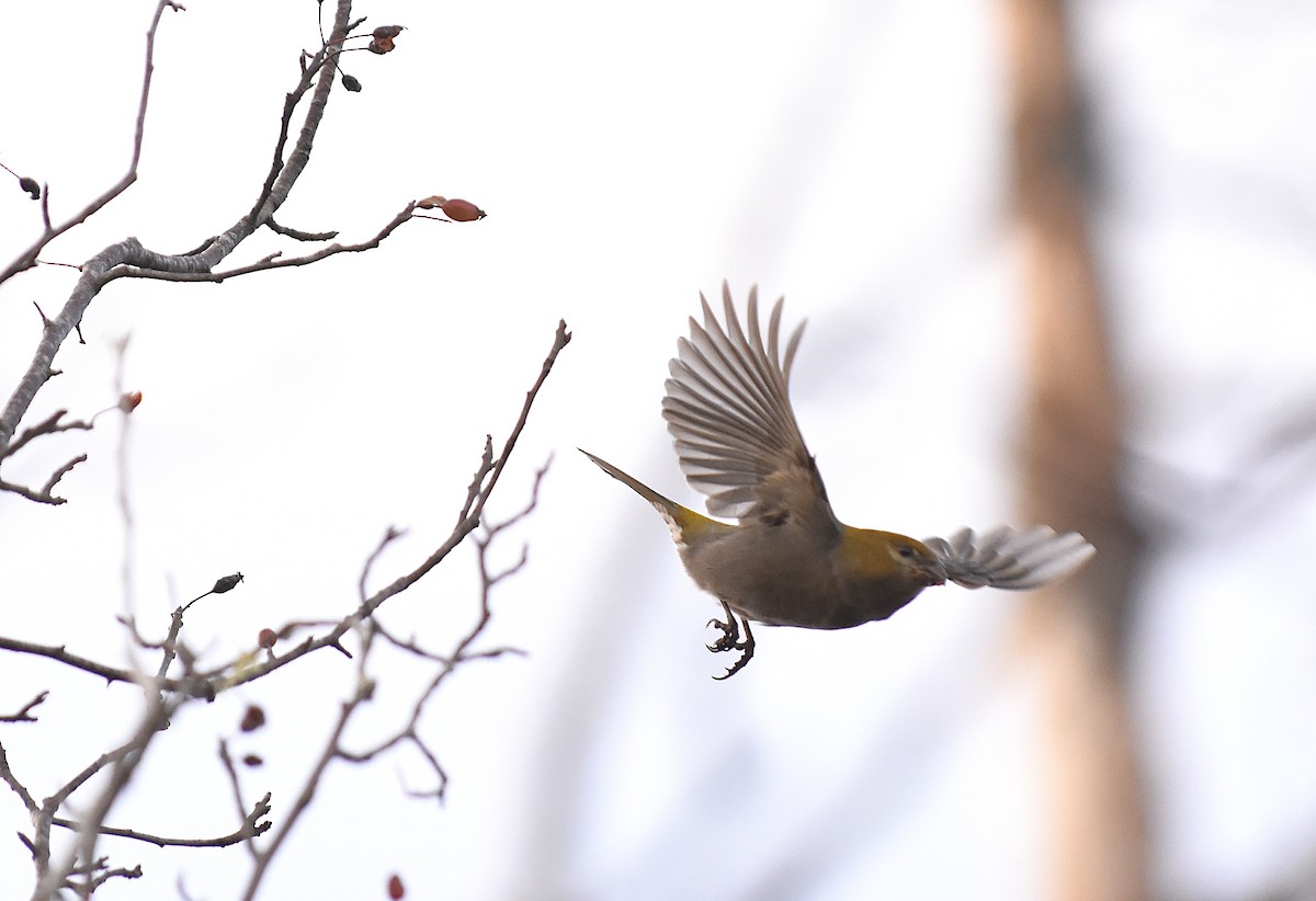 Нарсны шүршүү - ML646067491