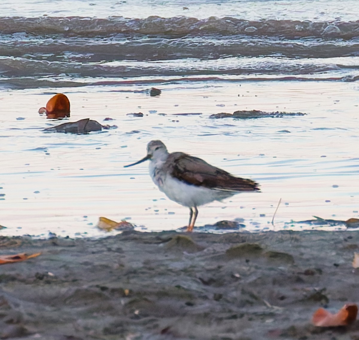 ソリハシシギ - ML646067494