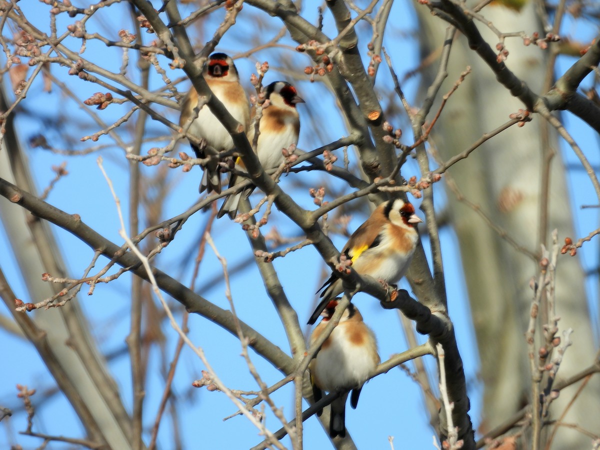 European Goldfinch - ML646067495