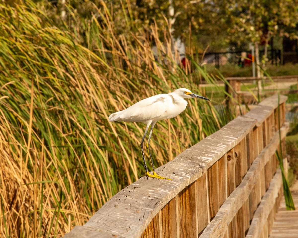 Snowy Egret - ML646067498