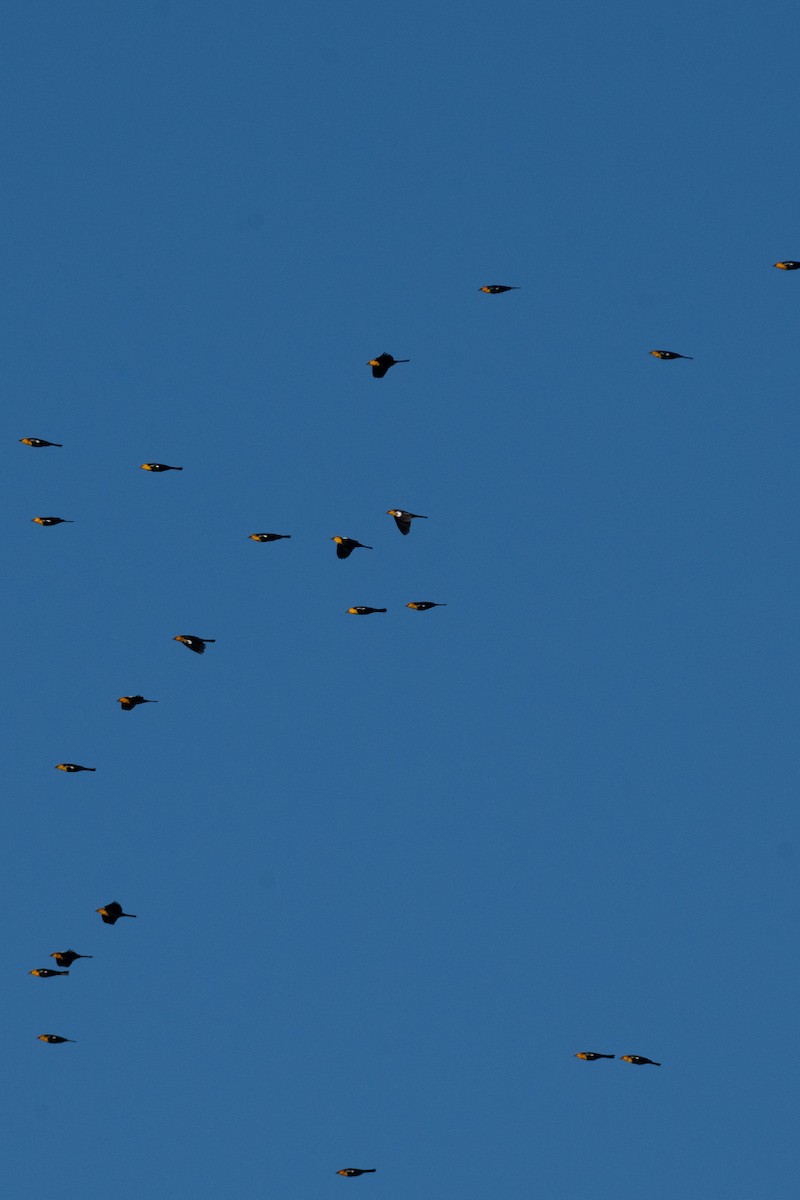 Yellow-headed Blackbird - ML646067501