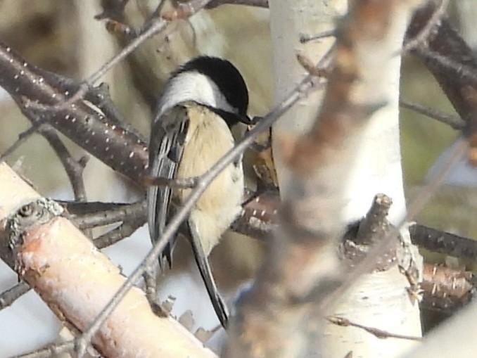 Гаїчка світлокрила - ML646067515